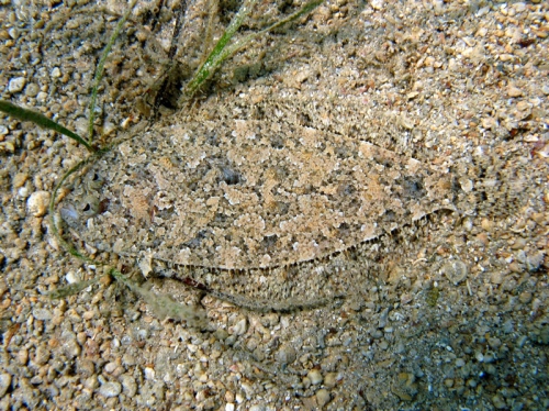 Arnoglossus thori