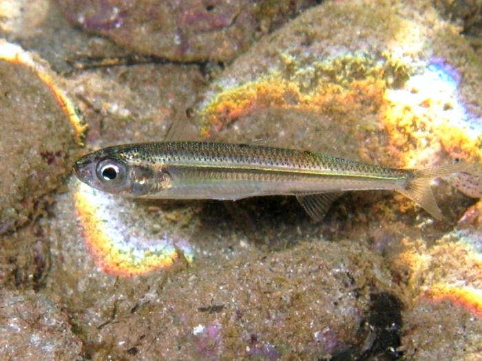 Atherina cf. boyeri Atherina cf. boyeri