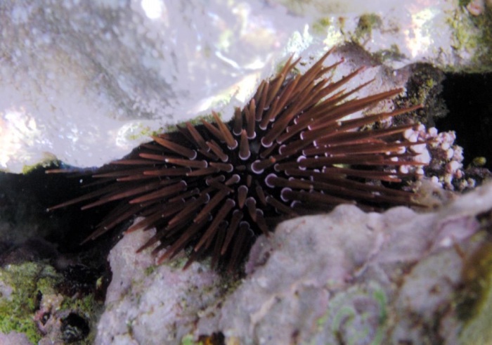 Echinometra mathaei Red Sea Echinometra mathaei Red Sea