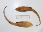 Leptagonus decagonus - dorsal ventral
