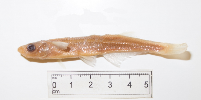 Menidia menidia Menidia menidia