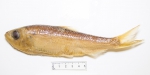 Alosa pseudoharengus - alewife (small)