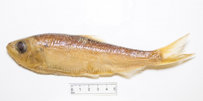 Alosa pseudoharengus - alewife (small) Alosa pseudoharengus - alewife (small)