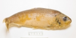 Alosa pseudoharengus - alewife (large)