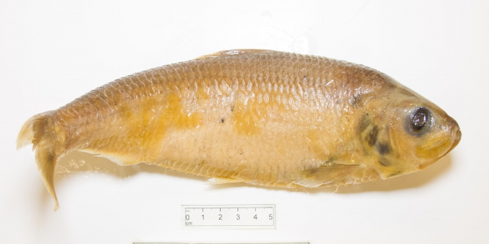 Alosa pseudoharengus - alewife (large) Alosa pseudoharengus - alewife (large)