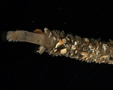 Owenia fusiformis Owenia fusiformis