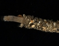 Polychaeta (bristle worms)