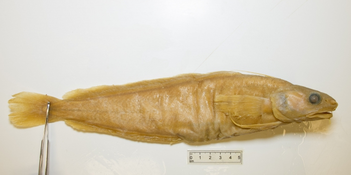 Gaidropsarus ensis - fixed Gaidropsarus ensis - fixed