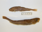 Eleginus gracilis (pair)