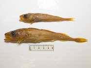 Arctogadus borisvoi (pair)