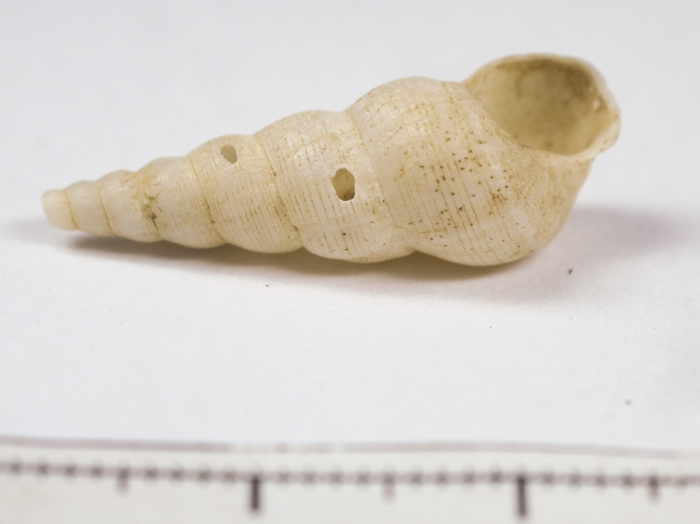 Acirsa eschrichtii Acirsa eschrichtii