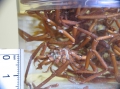 Chelicerata (sea spiders & mites)