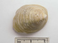 Mollusca (molluscs)