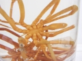 Chelicerata (sea spiders & mites)