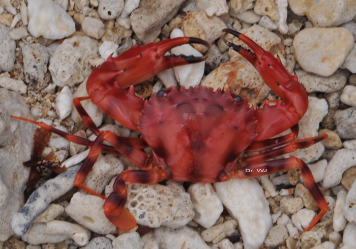 Charybdis paucidentata Charybdis paucidentata