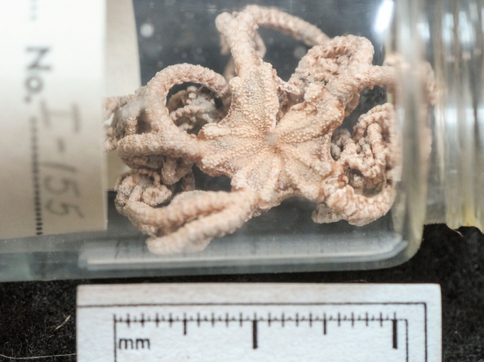 Gorgonocephalus caryi (small)