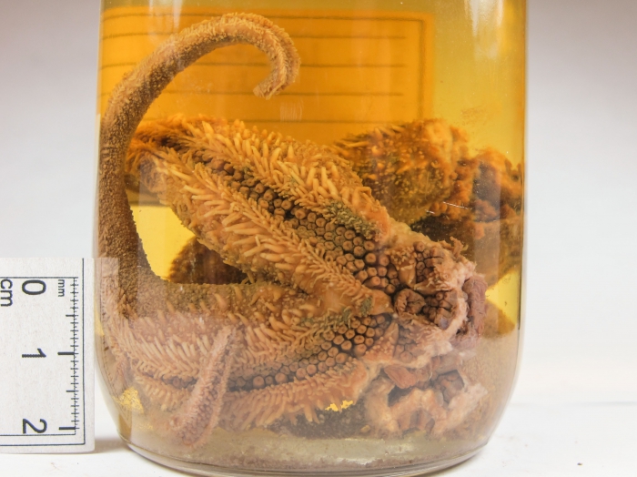Icasterias panopla (conserved) Icasterias panopla (conserved)