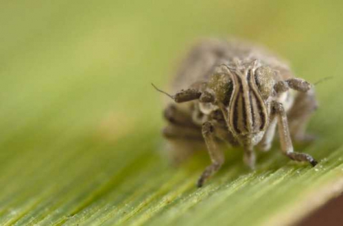 Prokelisia marginata (head)