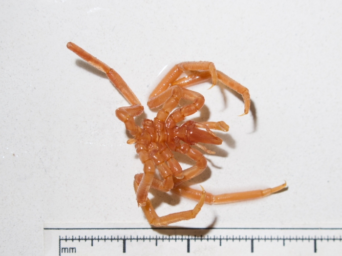 Boreonymphon ossiansarsi Boreonymphon ossiansarsi