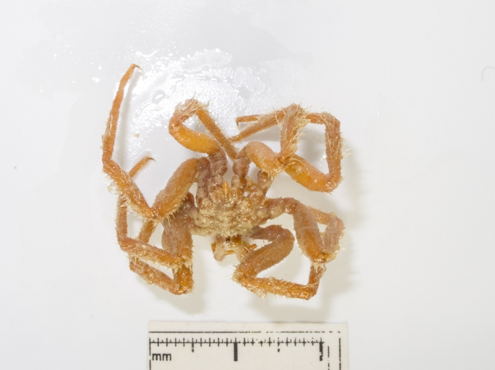 Nymphon hirtipes Nymphon hirtipes