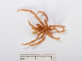 Chelicerata (sea spiders & mites)