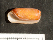 Cylichna alba