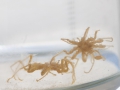 Chelicerata (sea spiders & mites)