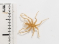 Chelicerata (sea spiders & mites)