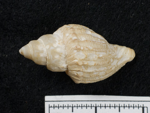 Oenopota harpularius