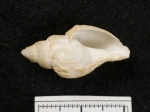Oenopota harpularius - opening