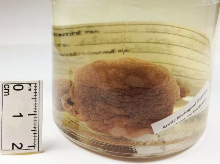 Onchidiopsis glacialis Onchidiopsis glacialis
