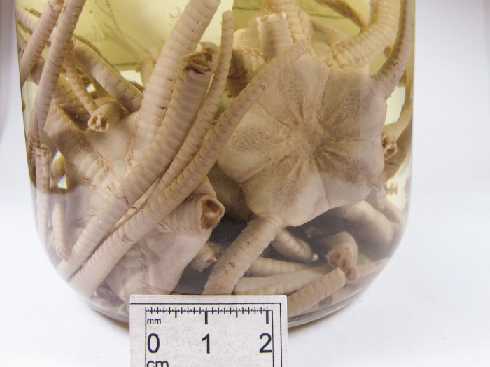 Ophiopleura borealis Ophiopleura borealis
