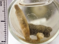 Sipuncula (peanut worms)