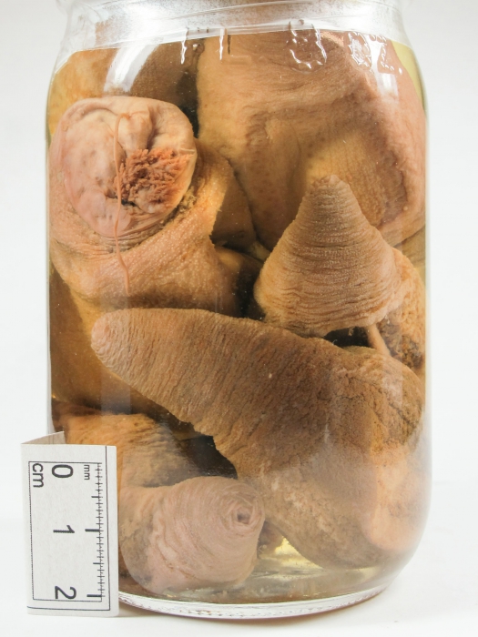 Psolus phantapus - large preserved Psolus phantapus - large preserved