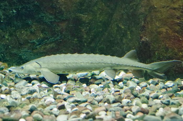 sturgeon - aquarium
