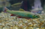 brook trout - aquarium