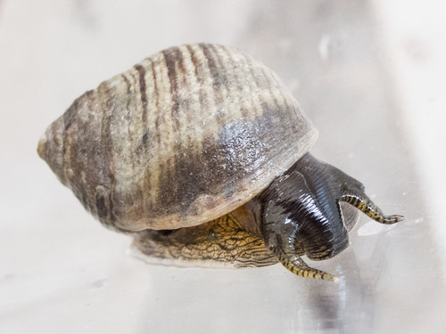 Littorina littorea - on foot