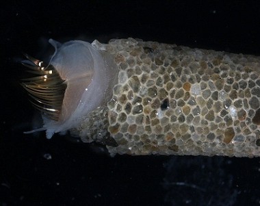 Pectinaria (Lagis) koreni Pectinaria (Lagis) koreni