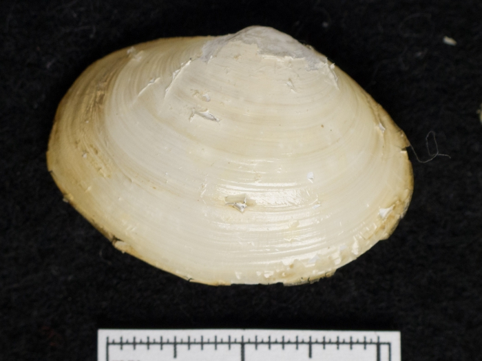 Periploma leanum Periploma leanum