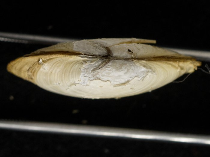 Periploma leanum - beaks Periploma leanum - beaks