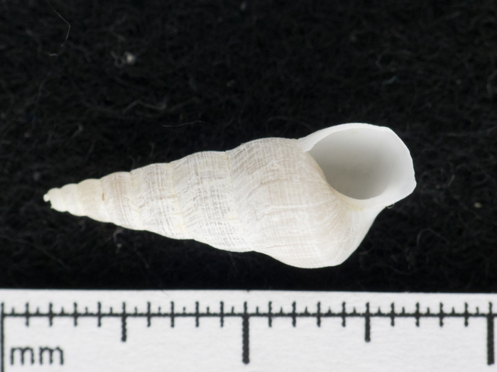 Acirsa borealis Acirsa borealis