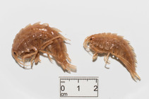 Gammaracanthus loricatus - pair
