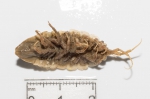 Synidotea bicuspida - ventral