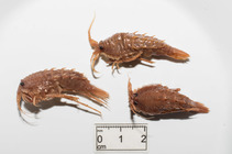 Rhachotropis aculeata - trio