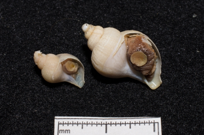 Buccinum micropoma - pair