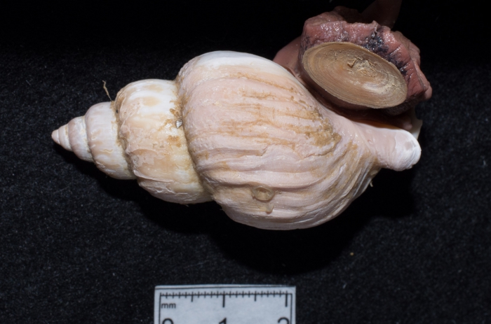 Buccinum scalariforme - operculum