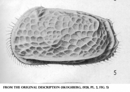 Aurila frequens (Skogsberg, 1928) (from Skogsberg, 1928, pl. II, fig. 5)