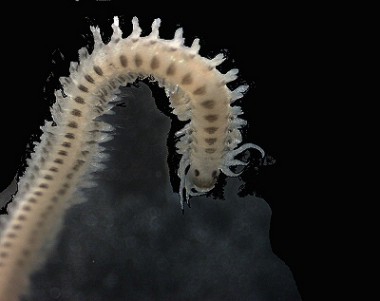 Phyllodoce (Anaitides) mucosa Phyllodoce (Anaitides) mucosa