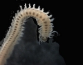 Polychaeta (bristle worms)