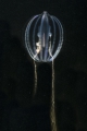 Ctenophora (sea gooseberries)